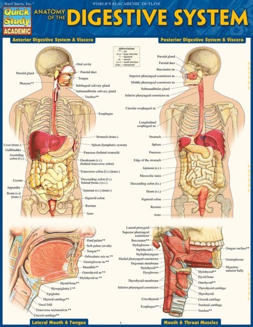 Vincent Perez - Anatomy of the Digestive System, E-bok