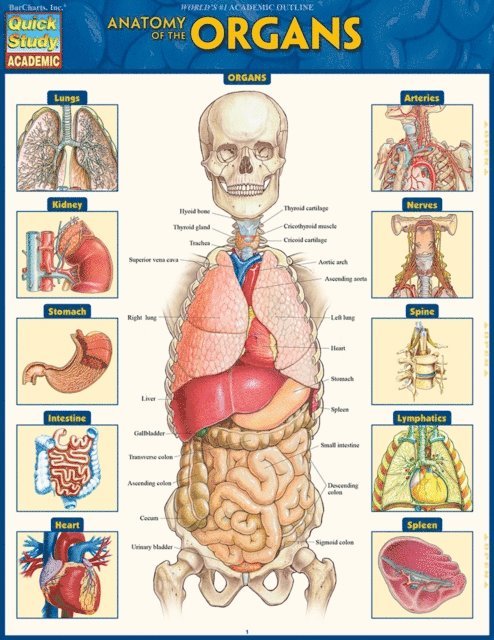 Vincent Perez - Anatomy of the Organs, E-bok