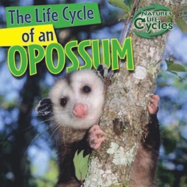 Barbara M. Linde - Life Cycle of an Opossum, E-bok