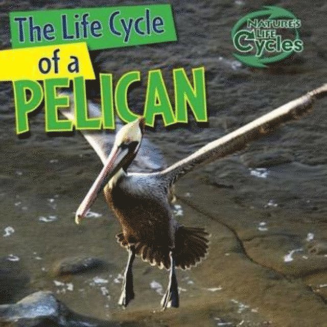 Anna Kingston - Life Cycle of a Pelican, E-bok