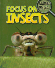 Stephen Savage - Focus on Insects, Inbunden