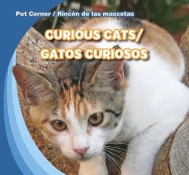 Curious Cats / Gatos curiosos