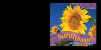 It's a Sunflower!