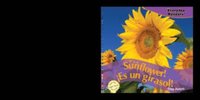 It's a Sunflower! / !Es un girasol!