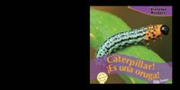 It's a Caterpillar! / !Es una oruga!
