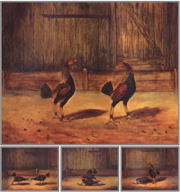Everard Simpson - Breeding and Management of Fighting Cocks, E-bok