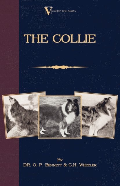 Collie