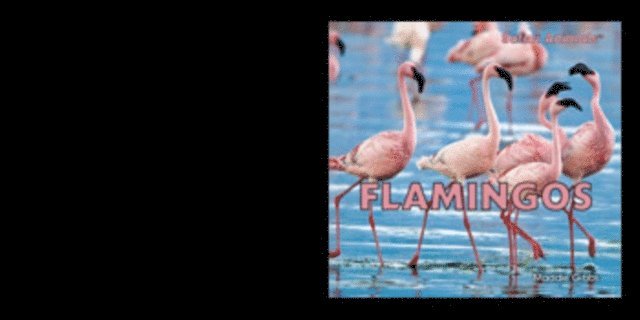 Maddie Gibbs - Flamingos, E-bok