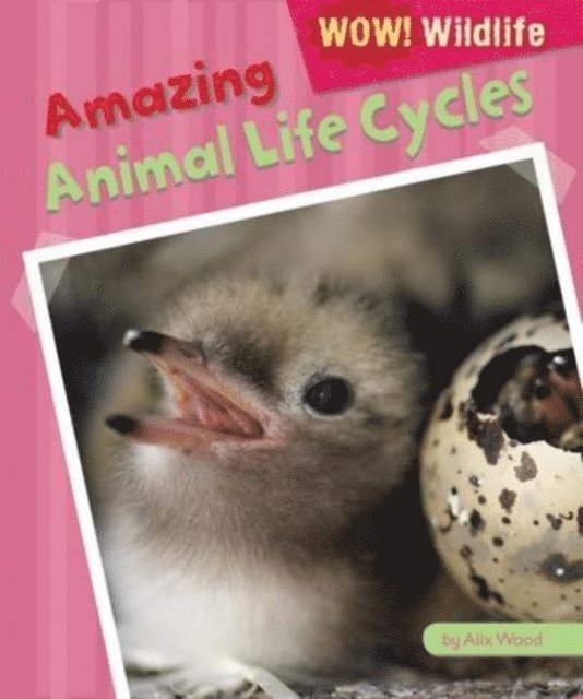 Alix Wood - Amazing Animal Life Cycles, E-bok