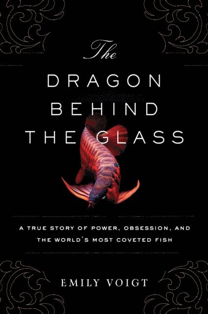 Dragon Behind the Glass
