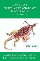 Veterinary Anatomy Flash Cards av Baljit Singh