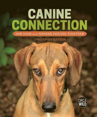 Canine Connection: How Dogs and Humans Evolved Together
