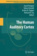 Human Auditory Cortex