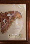 Atlas Moth