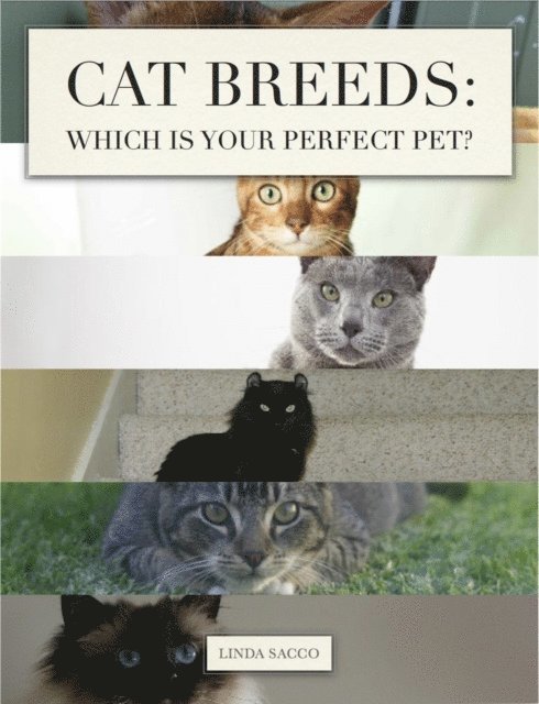 Cat Breeds: Which is Your Perfect Pet?