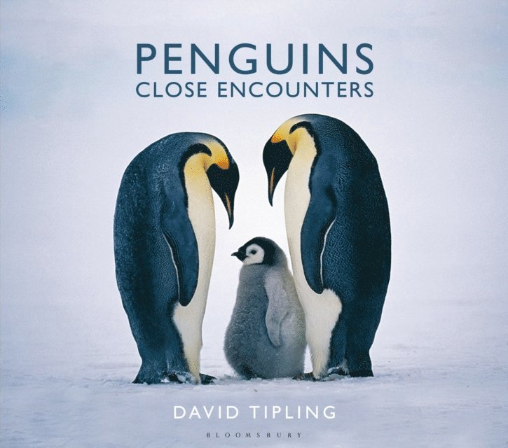 David Tipling - Penguins, E-bok