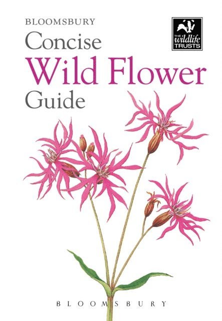 Bloomsbury - Concise Wild Flower Guide, E-bok