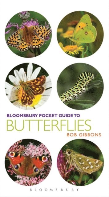 Bob Gibbons - Pocket Guide to Butterflies, E-bok