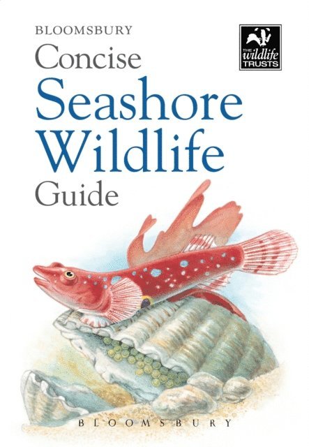 Bloomsbury - Concise Seashore Wildlife Guide, E-bok