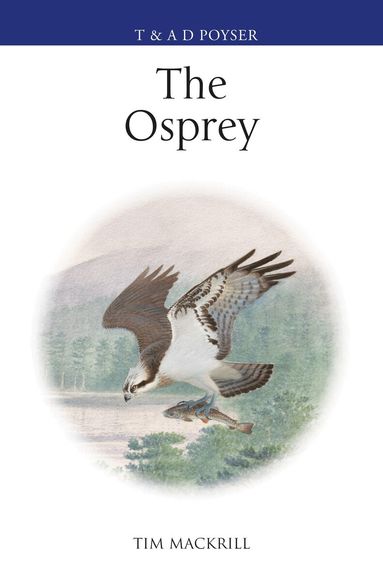 Osprey by Tim Mackrill