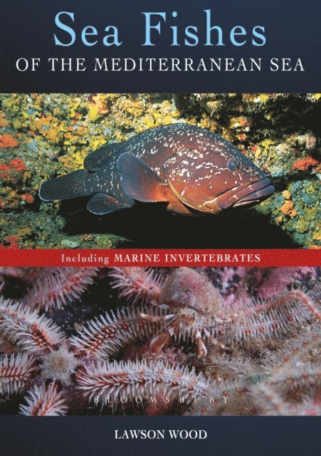 Lawson Wood - Sea Fishes Of The Mediterranean Including Marine Invertebrates, E-bok
