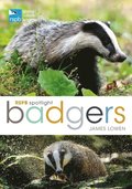 RSPB Spotlight: Badgers