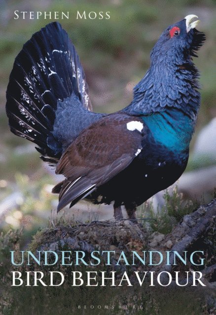 Stephen Moss - Understanding Bird Behaviour, E-bok