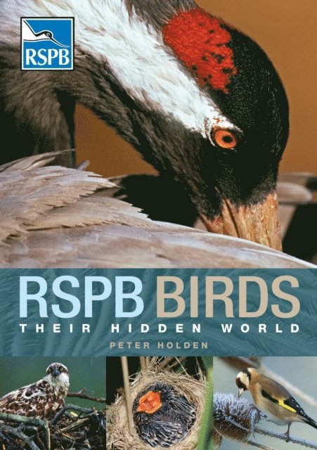 Peter Holden - RSPB Birds: Their Hidden World, E-bok