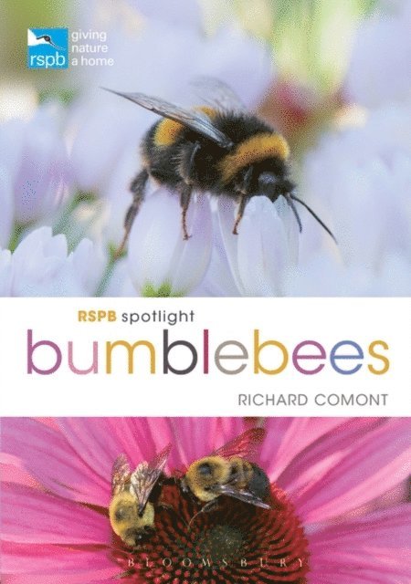 Richard Comont - RSPB Spotlight Bumblebees, E-bok