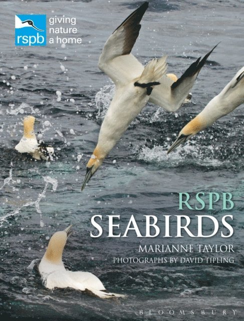 Marianne Taylor - RSPB Seabirds, E-bok