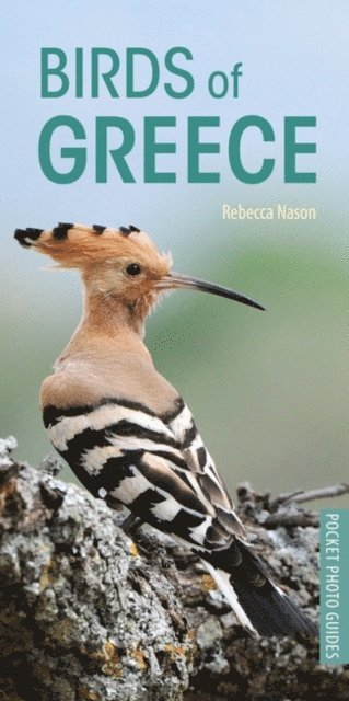 Rebecca Nason - Birds of Greece, E-bok