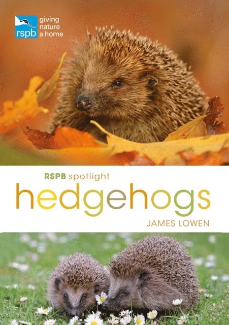 James Lowen - RSPB Spotlight Hedgehogs, E-bok
