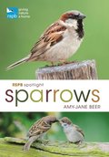 RSPB Spotlight Sparrows