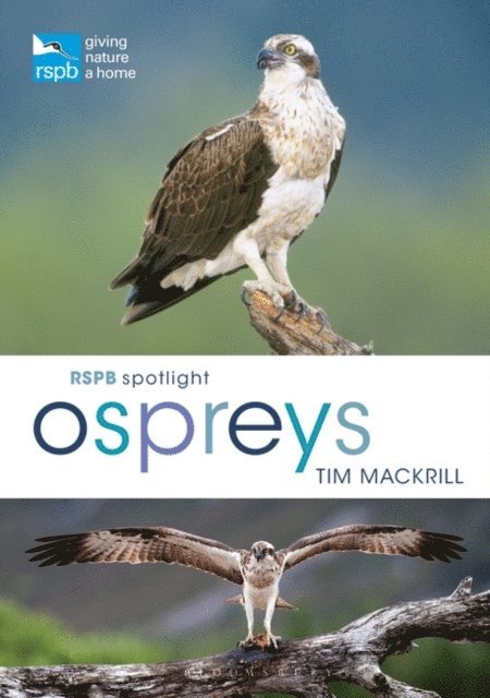 Tim Mackrill - RSPB Spotlight Ospreys, E-bok