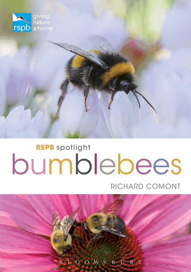 Richard Comont - RSPB Spotlight Bumblebees, Häftad