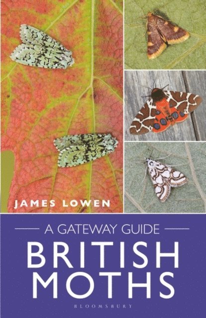 James Lowen - British Moths, E-bok