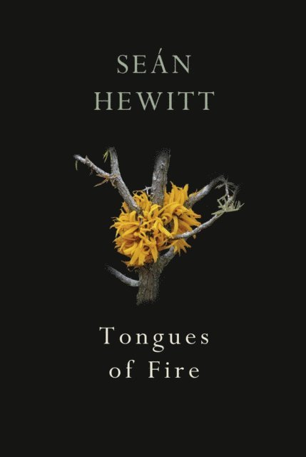 Seán Hewitt - Tongues of Fire, E-bok