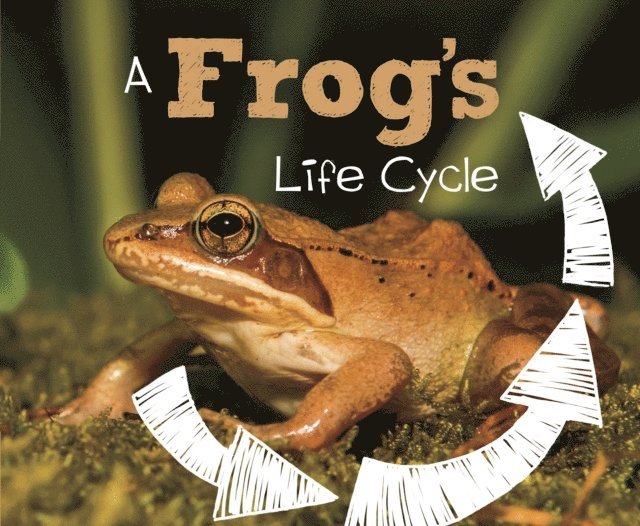 Mary R. Dunn - Frog's Life Cycle, E-bok
