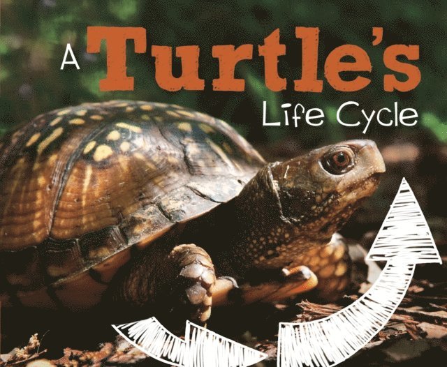 Mary R. Dunn - Turtle's Life Cycle, E-bok