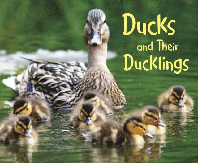 Margaret Hall - Ducks and Their Ducklings, E-bok