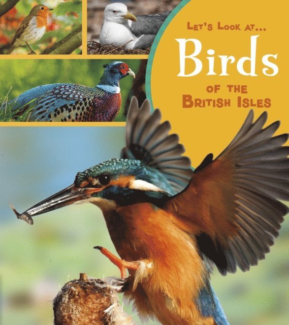 Lucy Beevor - Birds of the British Isles, E-bok