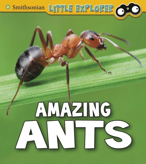 Megan Cooley Peterson - Amazing Ants, E-bok