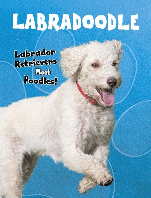Sue Bradford Edwards - Labradoodle, E-bok