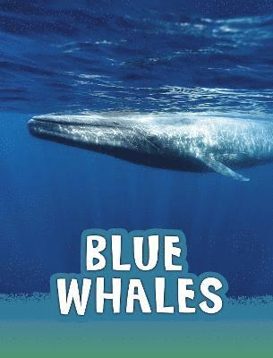 Mari Schuh - Blue Whales, Häftad