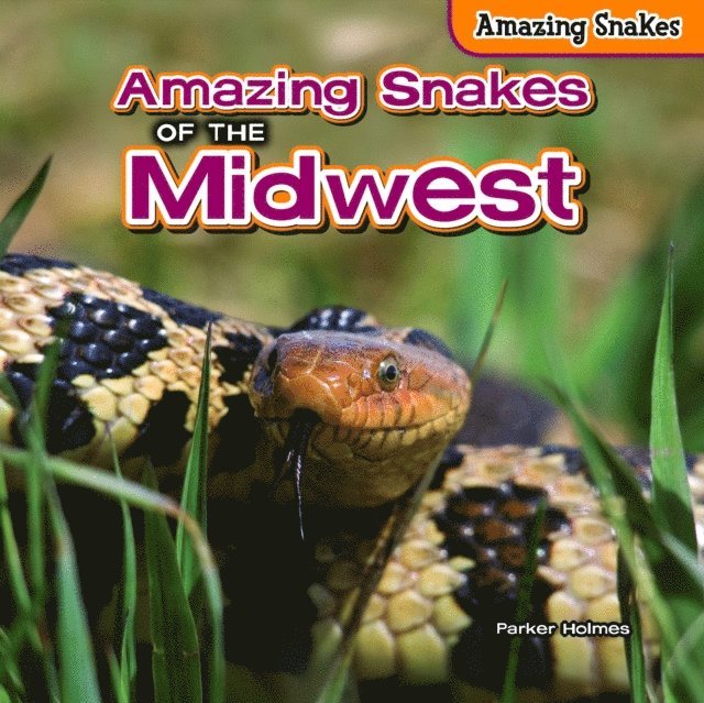 Parker Holmes - Amazing Snakes of the Midwest, E-bok. Tillgänglighet: Lägg i varukorg
