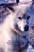 Cani Husky e viste nel Nain - Nunatsiavut, Wilderness Labrador, Terranova Provincia del Canada 1965-1966: Album Fotografici