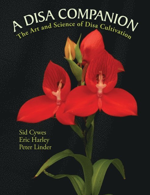 Disa Companion