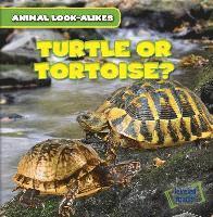 Rob Ryndak - Turtle or Tortoise?, Inbunden. Tillgänglighet: Tillfälligt slut