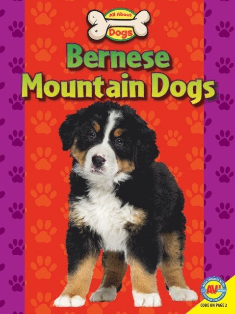 Bernese Mountain Dogs