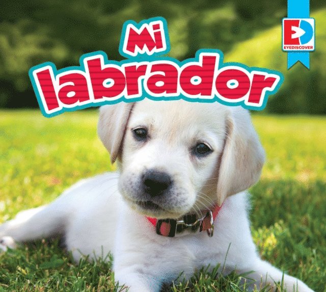 Mi labrador